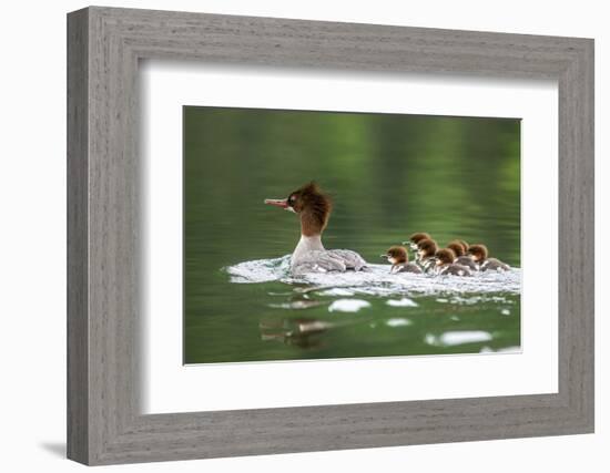 Common Merganser with Chicks in Beaver Lake, Montana, Usa-Chuck Haney-Framed Photographic Print