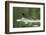 Common Merganser with Chicks in Beaver Lake, Montana, Usa-Chuck Haney-Framed Photographic Print