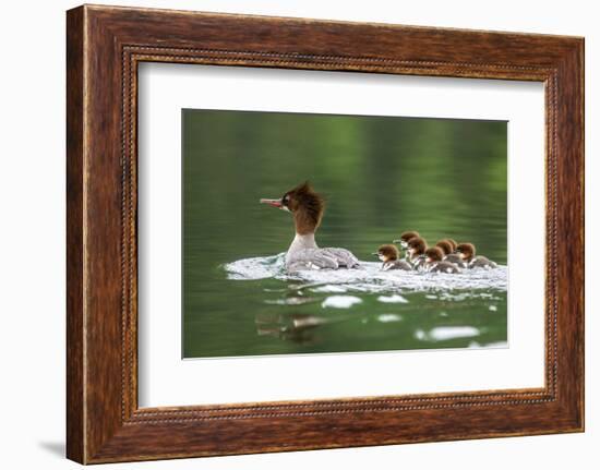 Common Merganser with Chicks in Beaver Lake, Montana, Usa-Chuck Haney-Framed Photographic Print