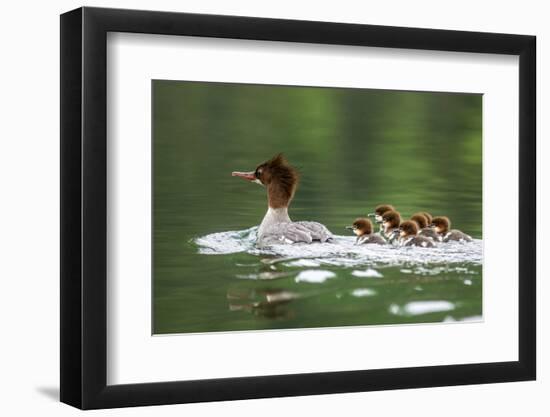 Common Merganser with Chicks in Beaver Lake, Montana, Usa-Chuck Haney-Framed Photographic Print