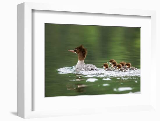 Common Merganser with Chicks in Beaver Lake, Montana, Usa-Chuck Haney-Framed Photographic Print