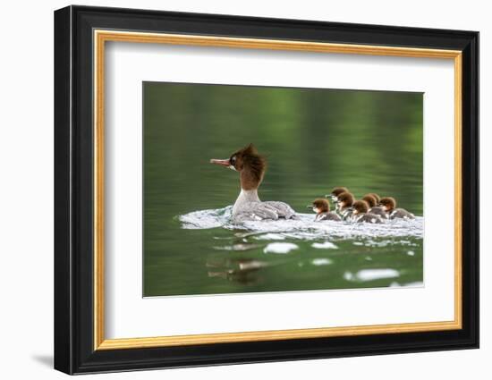 Common Merganser with Chicks in Beaver Lake, Montana, Usa-Chuck Haney-Framed Photographic Print