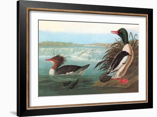 Common Merganser-John James Audubon-Framed Art Print