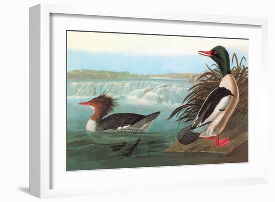 Common Merganser-John James Audubon-Framed Art Print