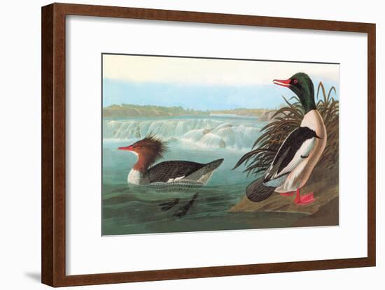 Common Merganser-John James Audubon-Framed Art Print