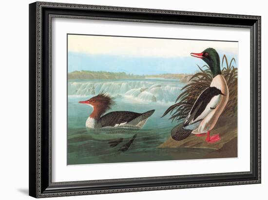 Common Merganser-John James Audubon-Framed Art Print