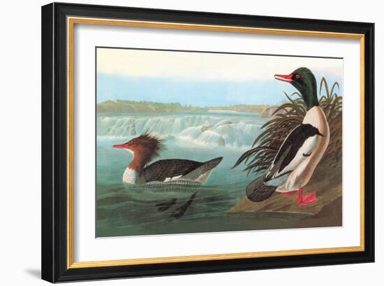 Common Merganser-John James Audubon-Framed Art Print