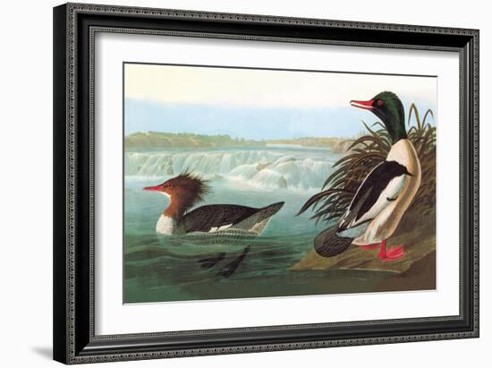 Common Merganser-John James Audubon-Framed Art Print