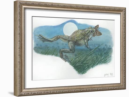 Common Midwife Toad Alytes Obstetricans Catching Butterfly at Night-null-Framed Giclee Print