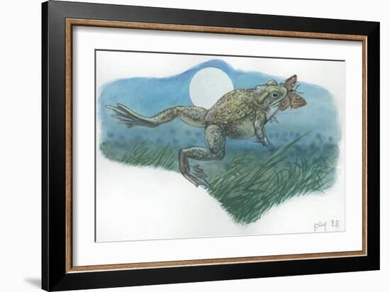 Common Midwife Toad Alytes Obstetricans Catching Butterfly at Night-null-Framed Giclee Print