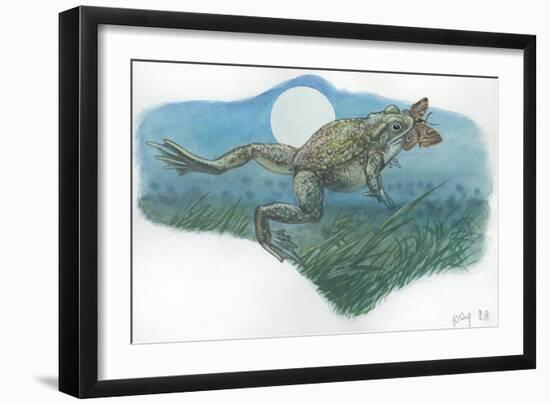 Common Midwife Toad Alytes Obstetricans Catching Butterfly at Night-null-Framed Giclee Print
