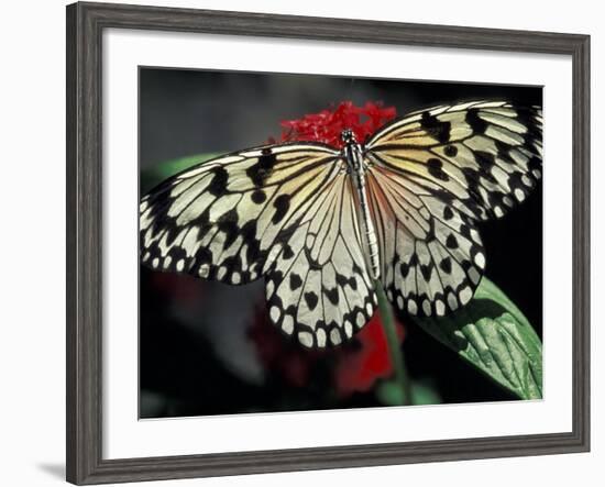 Common Mime Butterfly, Butterfly World, Ft Lauderdale, Florida, USA-Darrell Gulin-Framed Photographic Print