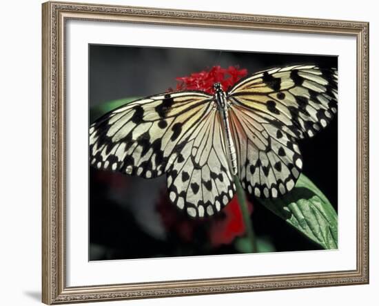 Common Mime Butterfly, Butterfly World, Ft Lauderdale, Florida, USA-Darrell Gulin-Framed Photographic Print