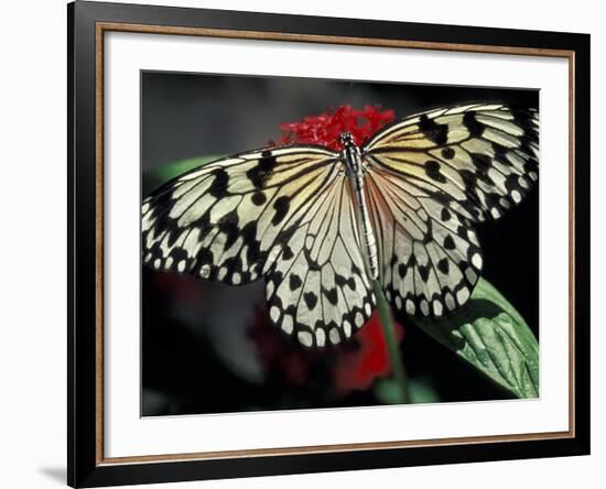 Common Mime Butterfly, Butterfly World, Ft Lauderdale, Florida, USA-Darrell Gulin-Framed Photographic Print