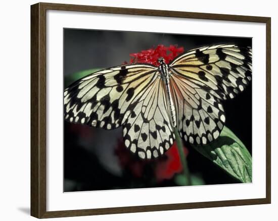 Common Mime Butterfly, Butterfly World, Ft Lauderdale, Florida, USA-Darrell Gulin-Framed Photographic Print