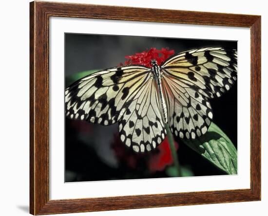 Common Mime Butterfly, Butterfly World, Ft Lauderdale, Florida, USA-Darrell Gulin-Framed Photographic Print