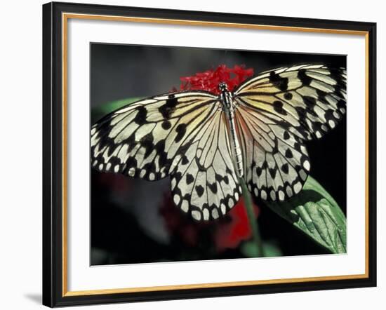 Common Mime Butterfly, Butterfly World, Ft Lauderdale, Florida, USA-Darrell Gulin-Framed Photographic Print