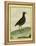 Common Moorhen-Georges-Louis Buffon-Framed Premier Image Canvas