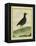 Common Moorhen-Georges-Louis Buffon-Framed Premier Image Canvas