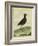 Common Moorhen-Georges-Louis Buffon-Framed Giclee Print