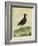 Common Moorhen-Georges-Louis Buffon-Framed Giclee Print