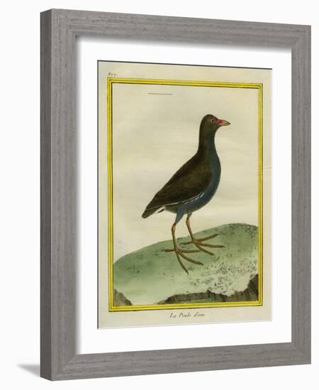 Common Moorhen-Georges-Louis Buffon-Framed Giclee Print