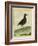 Common Moorhen-Georges-Louis Buffon-Framed Giclee Print