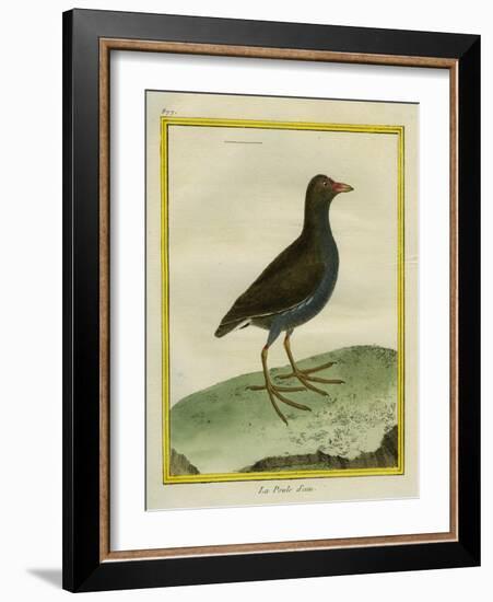 Common Moorhen-Georges-Louis Buffon-Framed Giclee Print