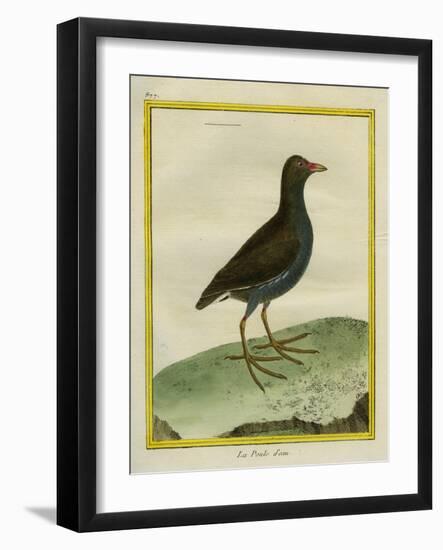 Common Moorhen-Georges-Louis Buffon-Framed Giclee Print