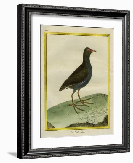 Common Moorhen-Georges-Louis Buffon-Framed Giclee Print