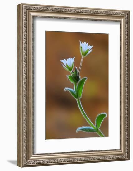 Common mouse-ear chickweed in flower, Dorset, UK-Colin Varndell-Framed Photographic Print