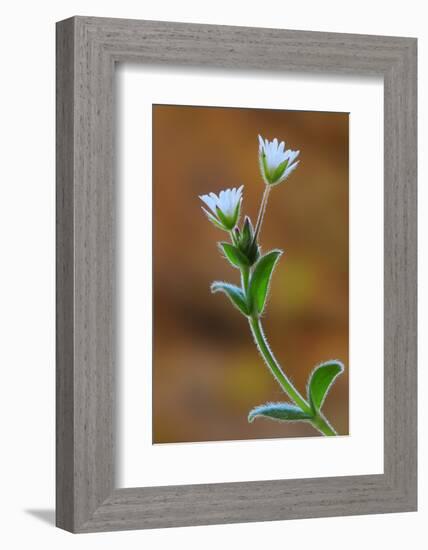 Common mouse-ear chickweed in flower, Dorset, UK-Colin Varndell-Framed Photographic Print