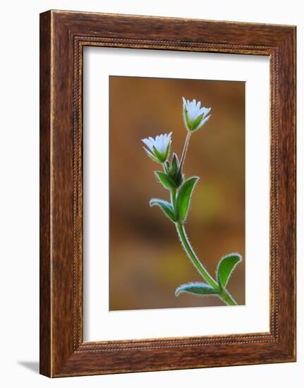 Common mouse-ear chickweed in flower, Dorset, UK-Colin Varndell-Framed Photographic Print