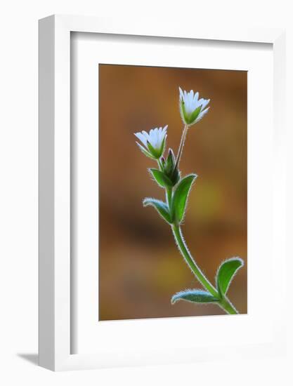 Common mouse-ear chickweed in flower, Dorset, UK-Colin Varndell-Framed Photographic Print