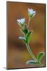 Common mouse-ear chickweed in flower, Dorset, UK-Colin Varndell-Mounted Photographic Print