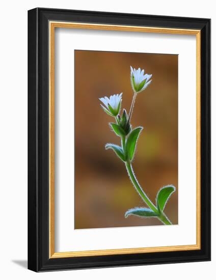 Common mouse-ear chickweed in flower, Dorset, UK-Colin Varndell-Framed Photographic Print