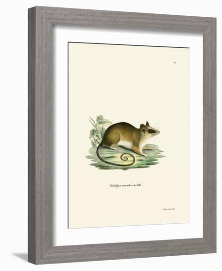 Common Mouse Opossum-null-Framed Giclee Print