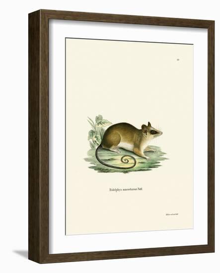 Common Mouse Opossum-null-Framed Giclee Print