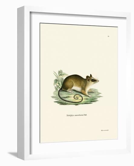 Common Mouse Opossum-null-Framed Giclee Print