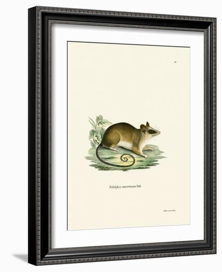 Common Mouse Opossum-null-Framed Giclee Print