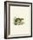 Common Mouse Opossum-null-Framed Giclee Print