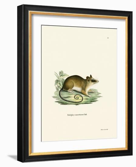 Common Mouse Opossum-null-Framed Giclee Print