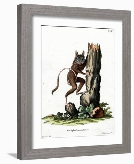 Common Mouse Opossum-null-Framed Giclee Print