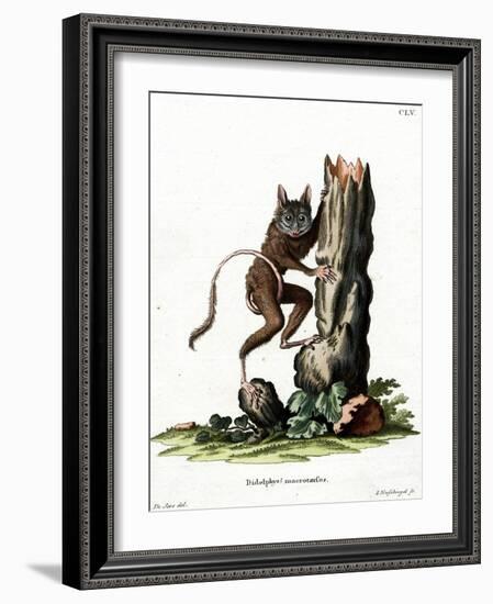 Common Mouse Opossum-null-Framed Giclee Print