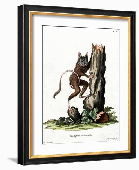 Common Mouse Opossum-null-Framed Giclee Print