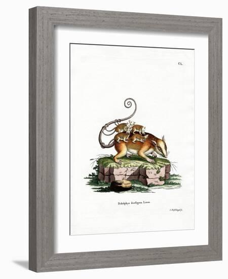 Common Mouse Opossum-null-Framed Giclee Print