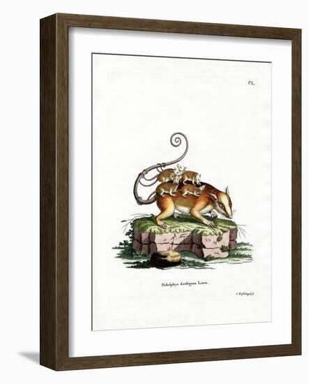 Common Mouse Opossum-null-Framed Giclee Print