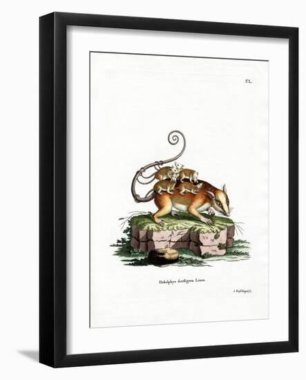 Common Mouse Opossum-null-Framed Giclee Print