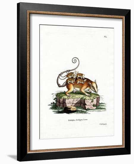 Common Mouse Opossum-null-Framed Giclee Print