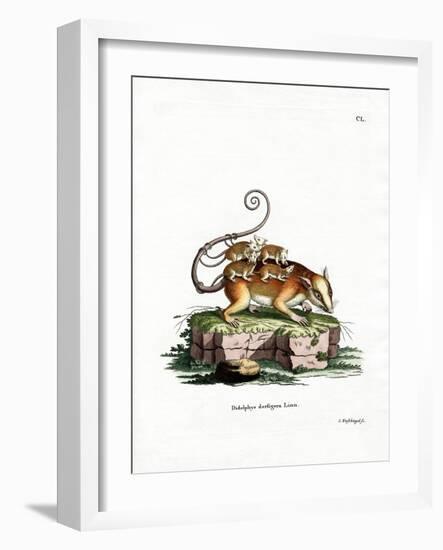 Common Mouse Opossum-null-Framed Giclee Print